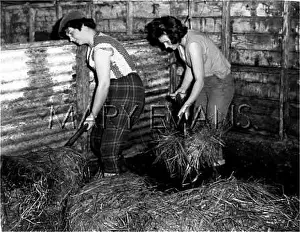 Manure: MUCKING OUT 1950S