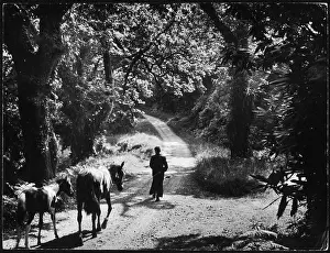 Muckross: Muckross Lane