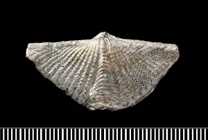 U.s.a: Mucrospirifer, a fossil brachiopod