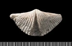 Brachiopod: Mucrospirifer, a fossil brachiopod