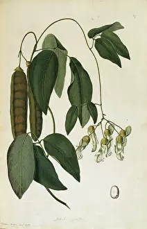 Polydore: Mucuna gigantea, sea bean