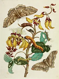 1726: Mucuna with insects in different life stages