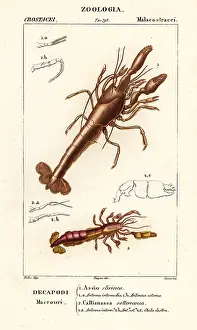 Anomala: Mud lobster and mud shrimp