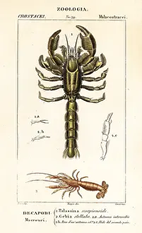 Wart: Mud lobster and mud shrimp