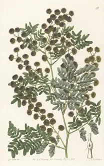 New South Wales: Mudgee wattle, Acacia spectabilis