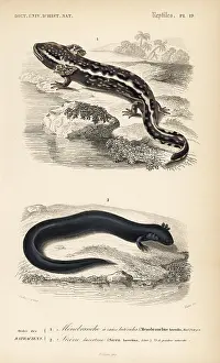 Dorbigny: Mudpuppy and greater siren