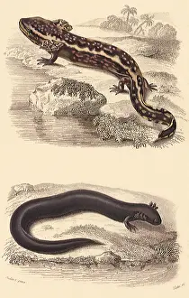 Siren: A Mudpuppy and a Siren