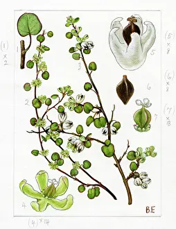 Shanklin: Muehlenbeckia complexa - maidenhair vine