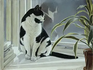Windowsill: Muffin on the Windowsill ' black & white cat