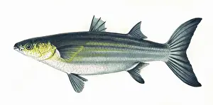 Mullet: Mugil cephalus, or Flathead mullet