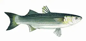 Mullet: Mugil chelo, or Lesser Grey Mullet