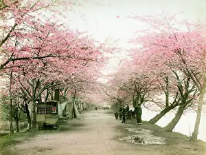 Mukojima: MUKOJIMA, TOKYO