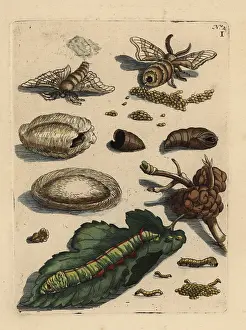 Morus: Mulberry leaf and silkworm, Bombyx mori