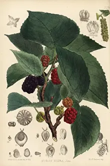 Morus: Mulberry, Morus nigra