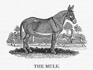 Obstinacy: MULE (BEWICK)