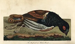 Sibly: Mule bird, thought to be a pheasant/partridge hybrid
