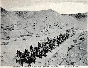 Borax: Twenty mule Borax team, Mojave, California