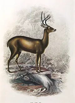 Gracious: Mule Deer
