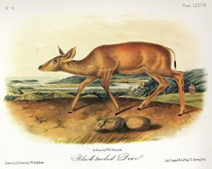 Audubon: Mule Deer, Black-Tailed Deer