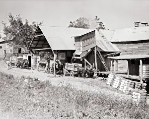 Baling: Mule Drawn Wagons Delivering Picked Cotton to