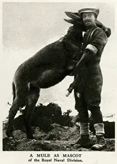 Mule: A mule mascot of the Royal Naval Division, 1916