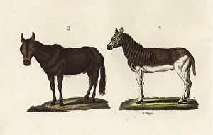 Quagga: Mule and quagga