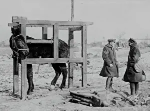Shod: Mule in stocks, Western Front, WW1