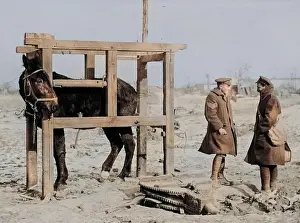 Mules: Mule in stocks, Western Front, WW1