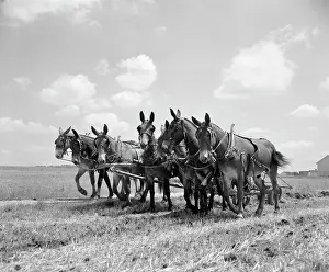 Amish: Mule Team Pulling Plow