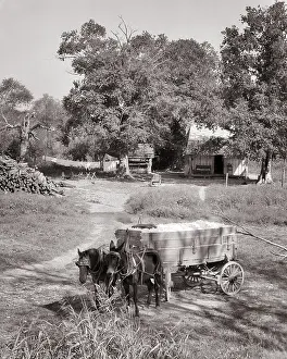 Hitched: Two Mules Hitched to Farm Wagon Filled with Picked