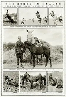 Foul: Mules and horses during WWI
