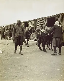 Selcuk: Mules loaded onto a train - Selcuk, Turkey