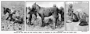 Mule: Mules rescued from the mud, 1917