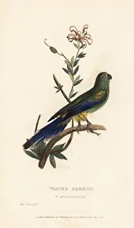 Multicolor: Mulga parrot, Psephotus varius