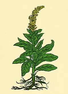Flannel: Mullein