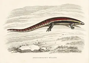 Muelleri: Muller's skink, Sphenomorphus muelleri