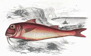 Mullet: Mullus barbatus, or Red Mullet