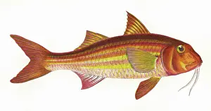 Mullet: Mullus surmuletus, or Striped Red Mullet