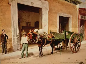Habana: Un mulo de la Habana