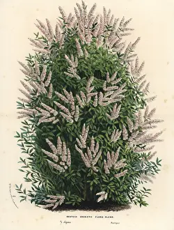 Crenata: Multi-flowered crenate deutzia, Deutzia crenata flore pleno