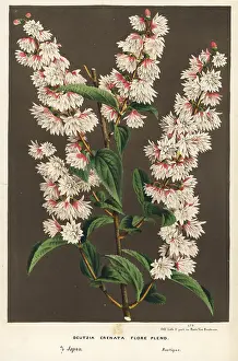 Serres: Multi-flowered crenate deutzia, Deutzia crenata flore pleno