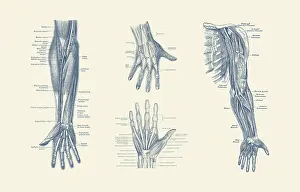 Longus: Multi-view diagram showcasing ligaments, muscles