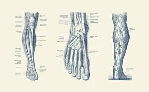 Showcasing: A multi view of the human leg and foot, showcasing