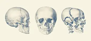 Apart: A multi view of the human skull, showing the bone breakdown