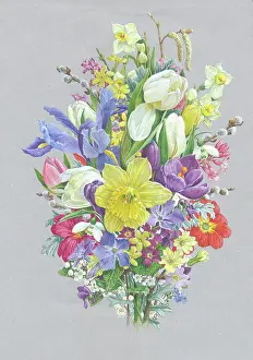 Crocus: Multicoloured bunch of spring flowers