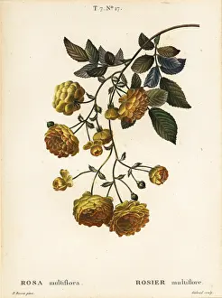 Laurier: Multiflora rose or Japanese rose, Rosa multiflora