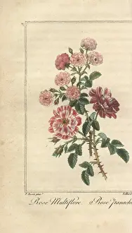 Multiflora: Multiflora rose, Rosa multiflora, and Rose panachee