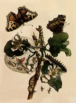 Myriad: Multiple Butterflies