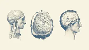 Showcasing: Multiple views of a male's brain