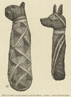 Jackal: Mummies of a CAT and a JACKAL